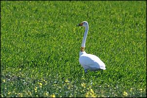 Klicken Sie auf die Grafik fr eine grere Ansicht 

Name:	Singschwan.JPG 
Hits:	67 
Gre:	134,7 KB 
ID:	19392